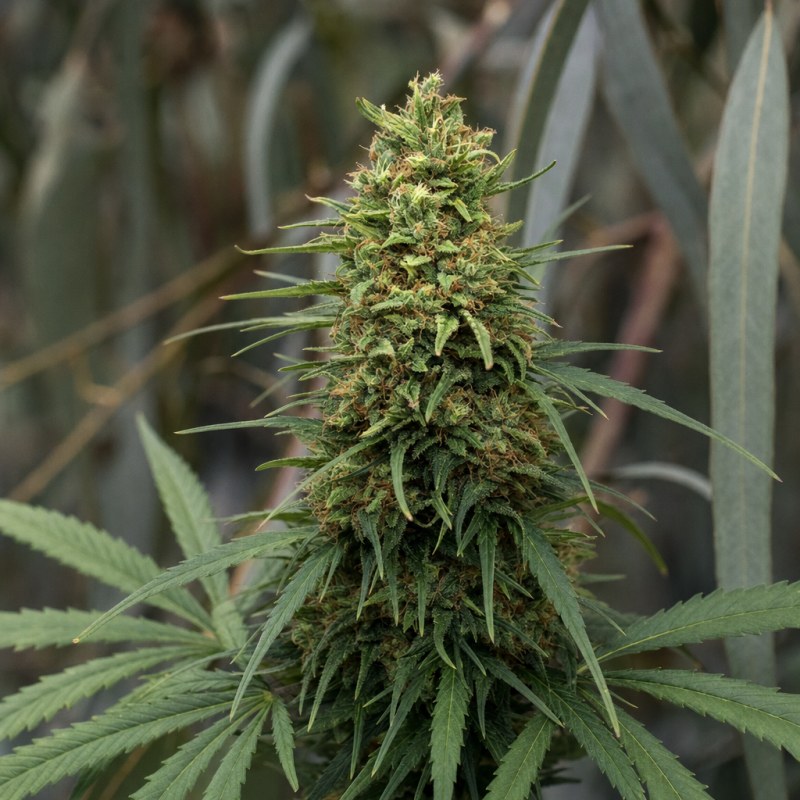 Outdoor macro photograph of the Durban Poison Auto flower on a living plant