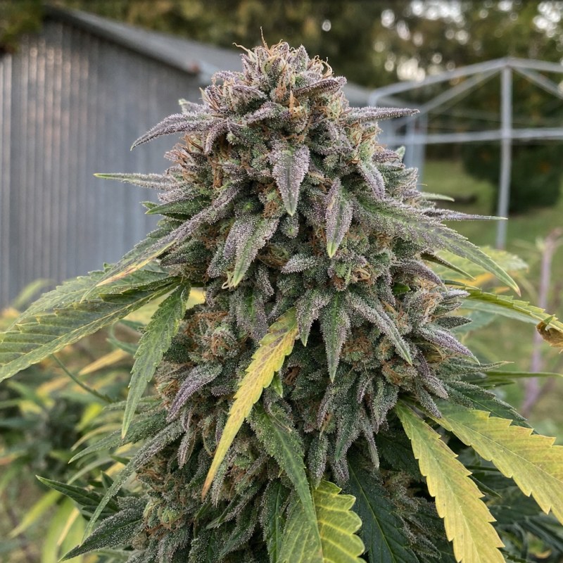 Outdoor macro photograph of the Gary Payton flower on a living plant
