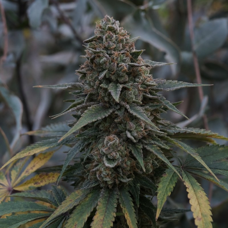 Outdoor macro photograph of the LA Confidential Auto flower on a living plant