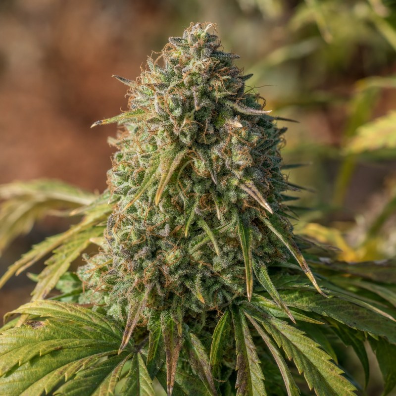 Outdoor macro photograph of the Alien OG flower on a living plant