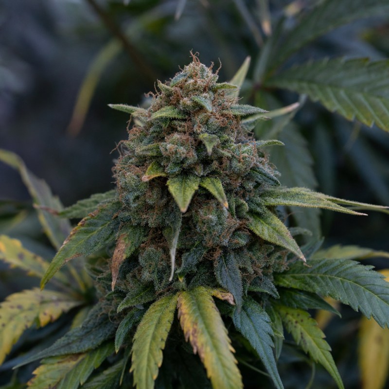 Outdoor macro photograph of the Pure Indica flower on a living plant