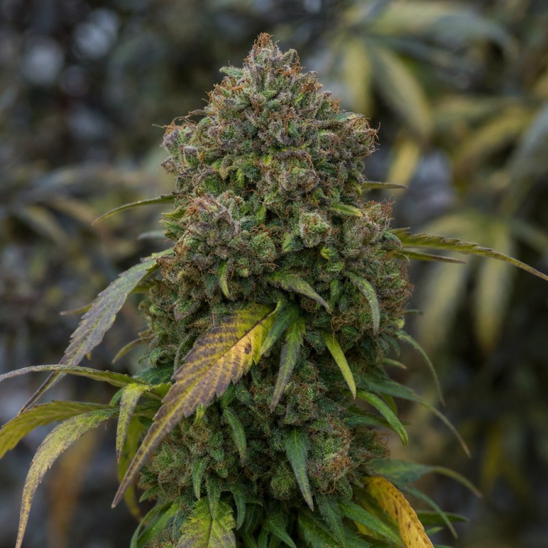 Outdoor macro photograph of the Mamba Negra CBD flower on a living plant