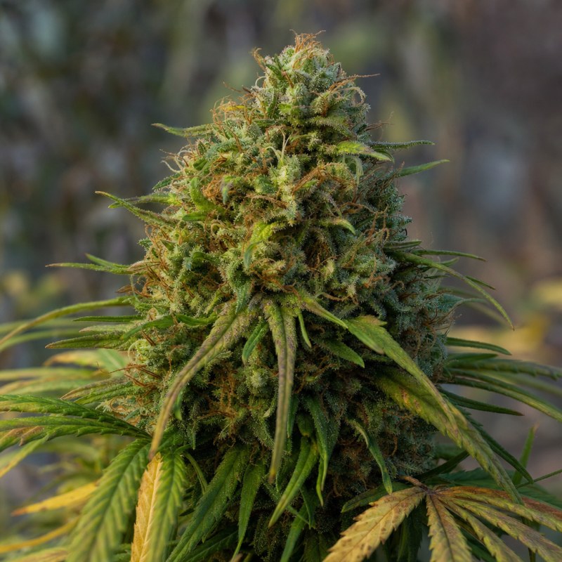 Outdoor macro photograph of the CBD Zenergy flower on a living plant