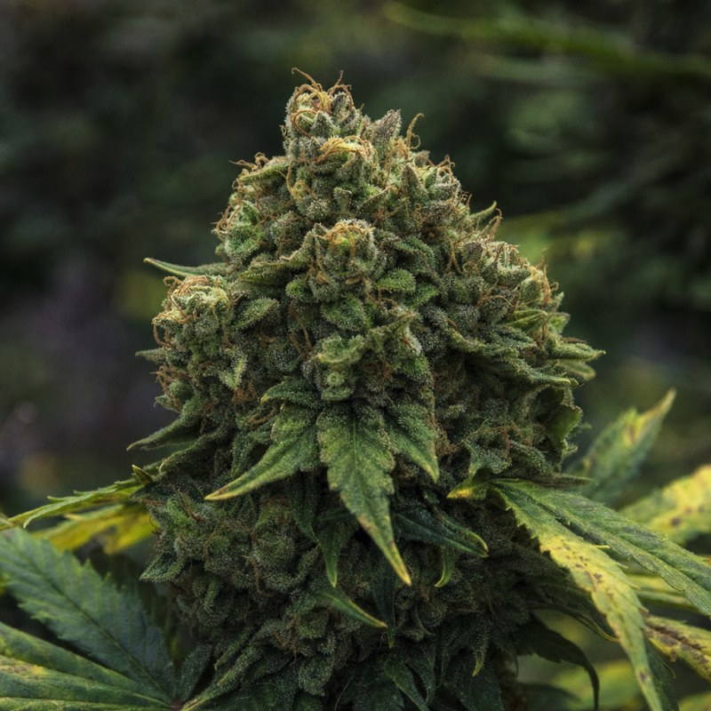 Outdoor macro photograph of the LSD Auto flower on a living plant