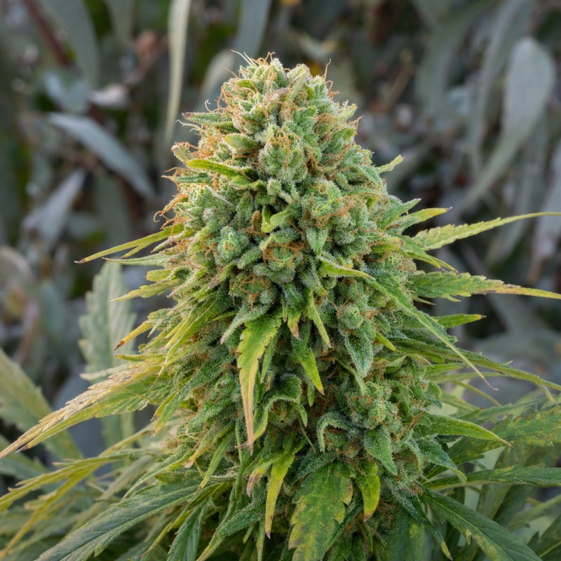 Outdoor macro photograph of the CBD Sugar flower on a living plant