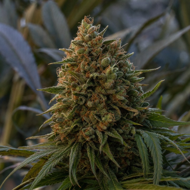 Outdoor macro photograph of the CBD Harle-Tsu flower on a living plant