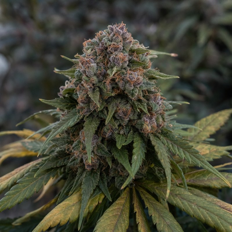 Outdoor macro photograph of the Strawberry Banana Auto flower on a living plant