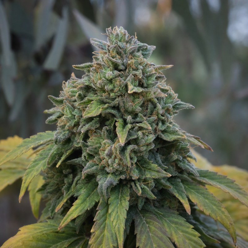 Outdoor macro photograph of the Godfather OG Auto flower on a living plant