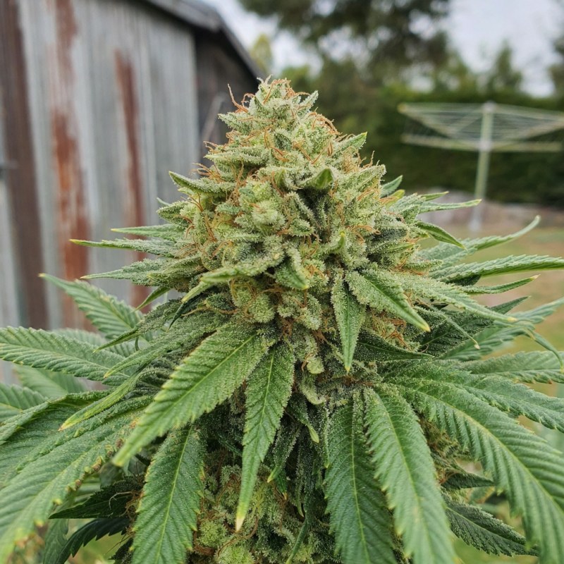 Outdoor macro photograph of the Future #1 Auto flower on a living plant