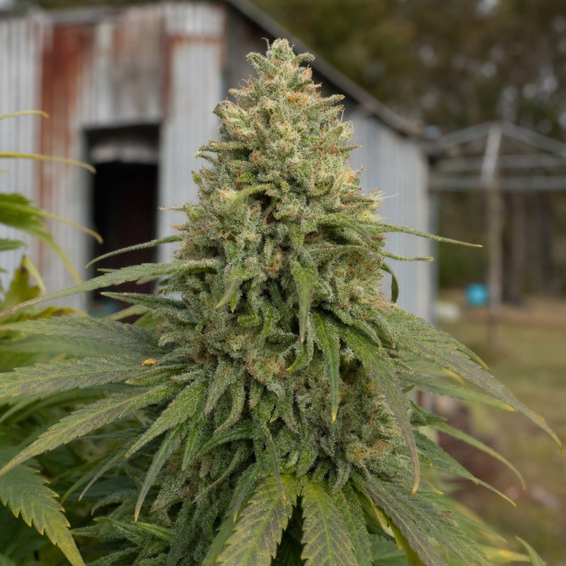 Outdoor macro photograph of the Nova OG flower on a living plant