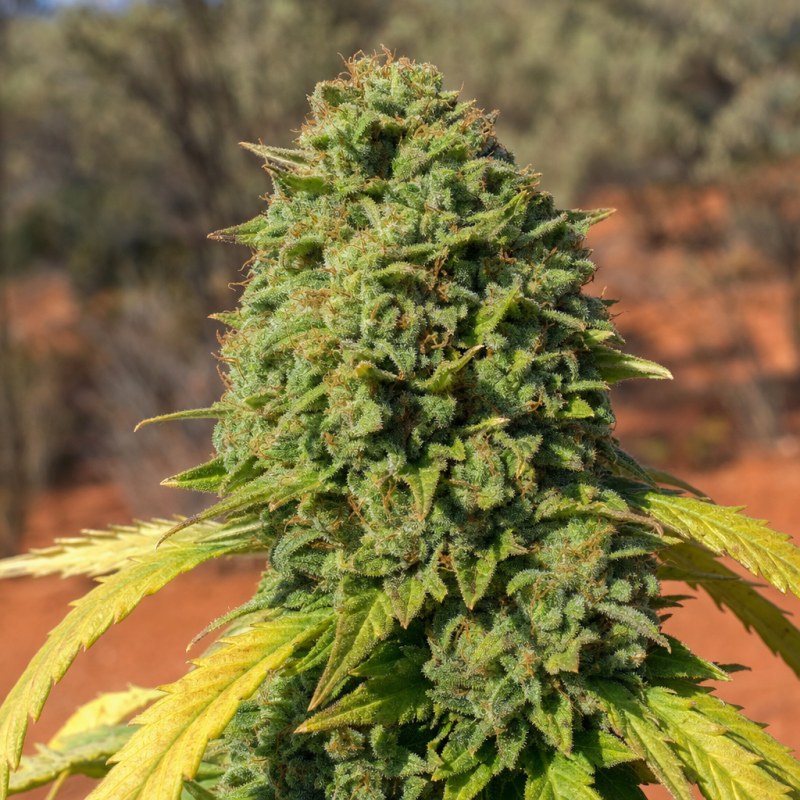 Outdoor macro photograph of the Khalifa Kush flower on a living plant