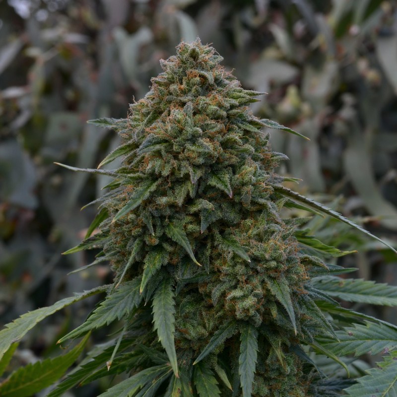 Outdoor macro photograph of the White Rhino Auto flower on a living plant