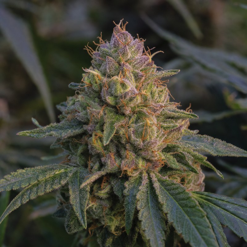 Outdoor macro photograph of the Super Boof flower on a living plant