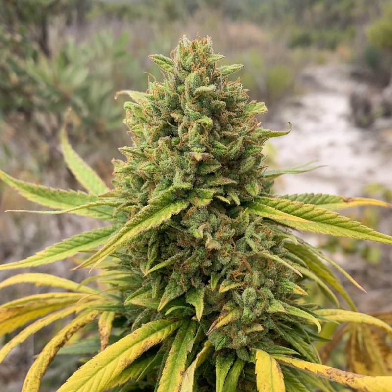Outdoor macro photograph of the RS11 flower on a living plant