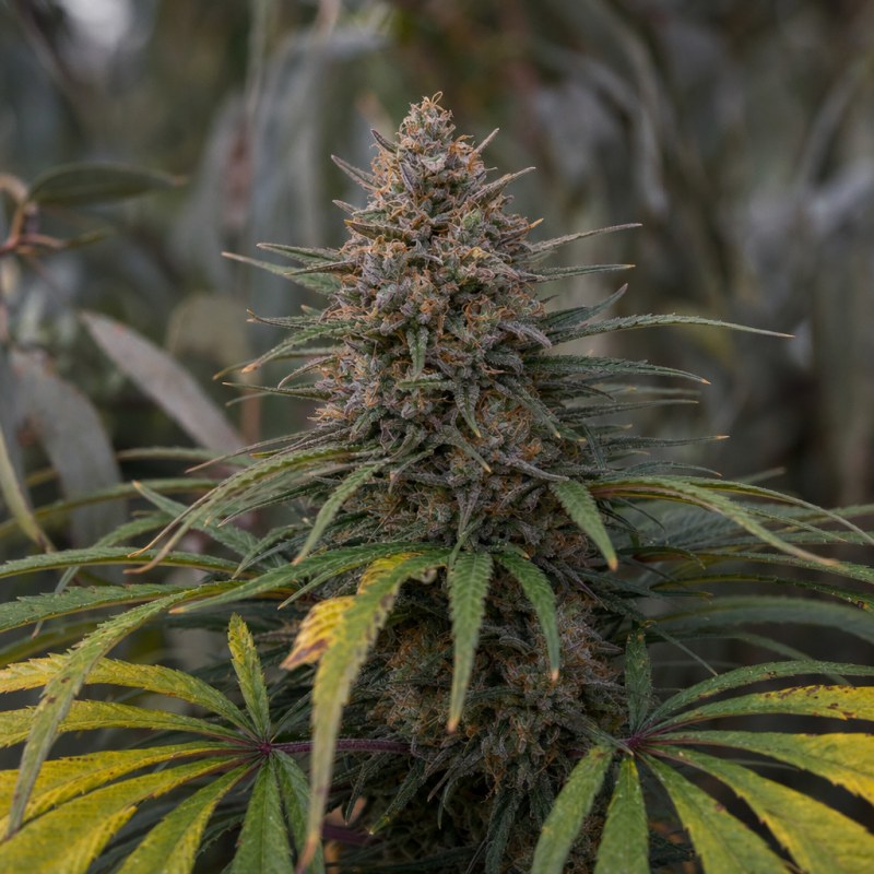 Outdoor macro photograph of the Blue Amnesia Auto flower on a living plant