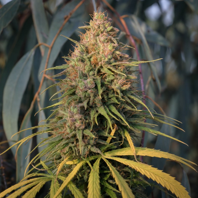 Outdoor macro photograph of the Strawberry Cough Auto flower on a living plant