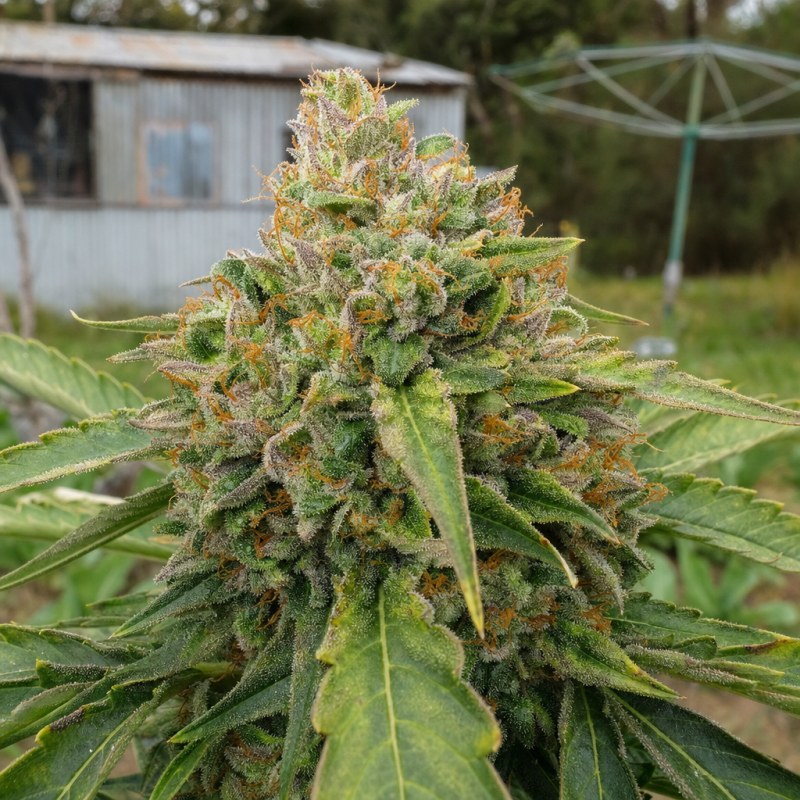 Outdoor macro photograph of the 9 Pound Hammer flower on a living plant