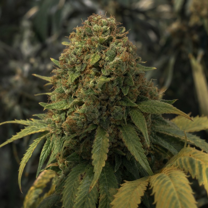 Outdoor macro photograph of the Northern Lights Auto flower on a living plant