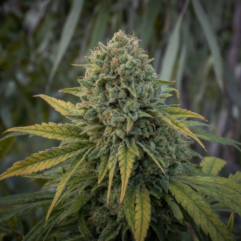 Outdoor macro photograph of the GMO Cookies Auto flower on a living plant