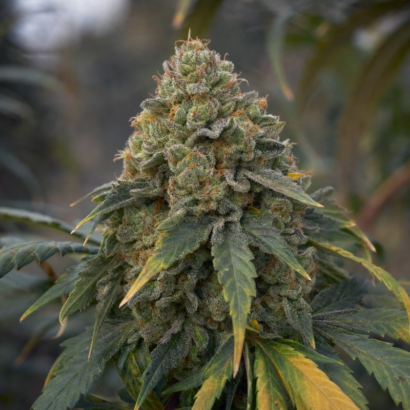 Outdoor macro photograph of the Khalifa Kush Auto flower on a living plant