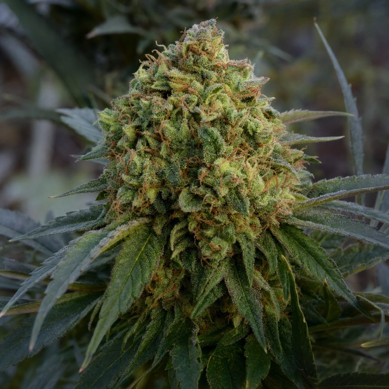 Outdoor macro photograph of the Skunk #1 flower on a living plant