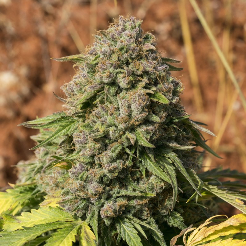 Outdoor macro photograph of the Glitter Bomb flower on a living plant