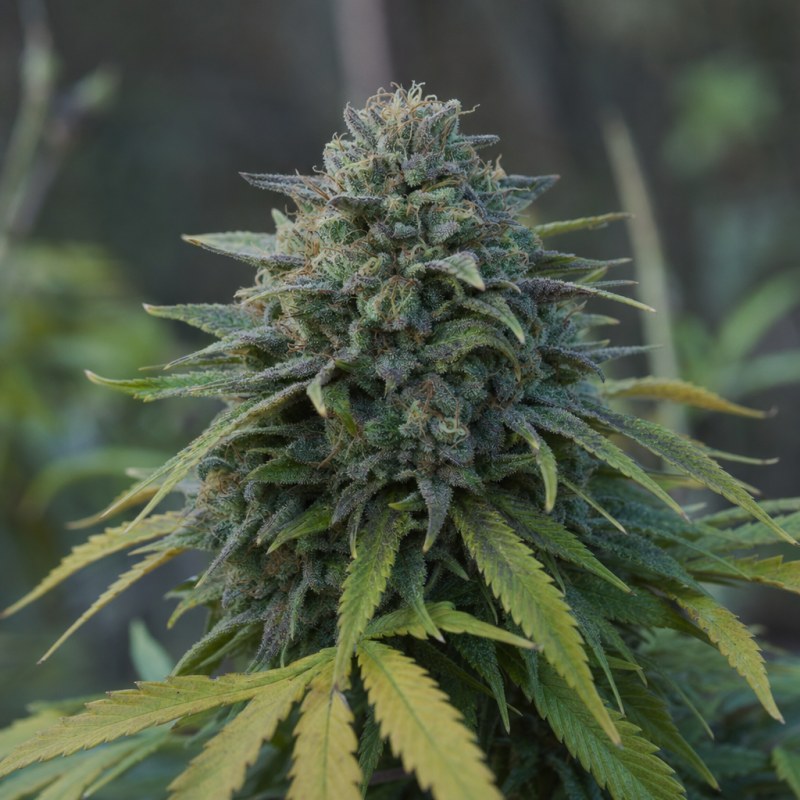 Outdoor macro photograph of the Yumbolt Banana Auto flower on a living plant