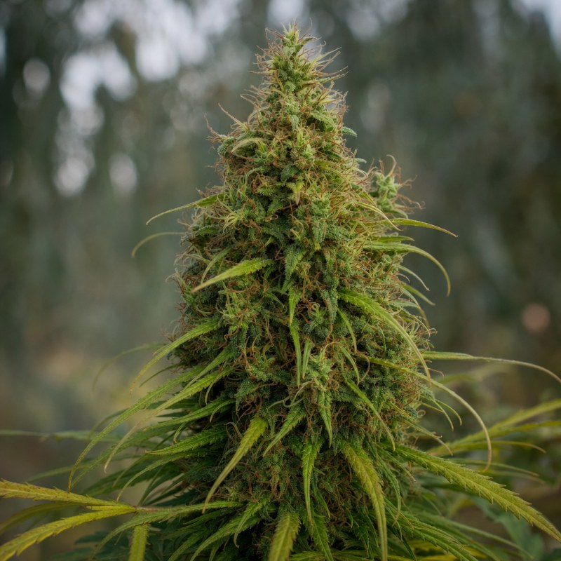 Outdoor macro photograph of the CBD Supreme Durban flower on a living plant