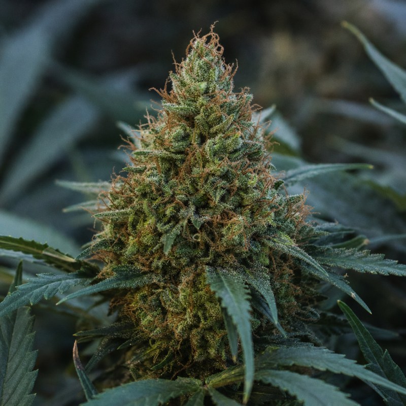 Outdoor macro photograph of the CBD Therapy flower on a living plant