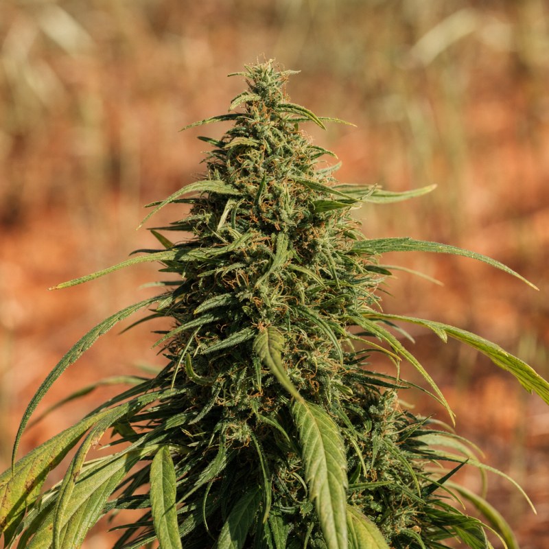 Outdoor macro photograph of the Carmagnola CBD flower on a living plant
