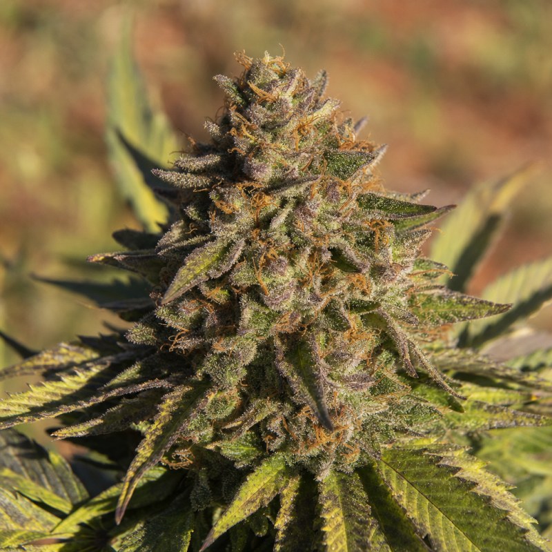 Outdoor macro photograph of the Blue Moonrocks flower on a living plant