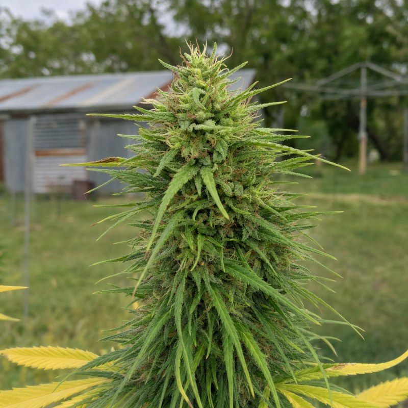 Outdoor macro photograph of the Diesel CBD flower on a living plant