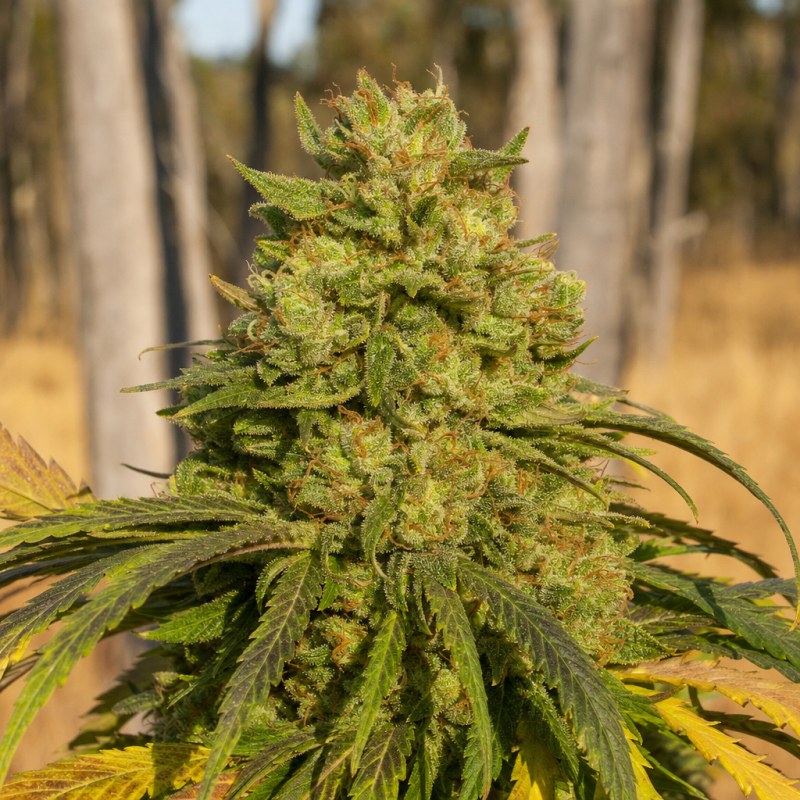 Outdoor macro photograph of the Blue Colombian Kush flower on a living plant