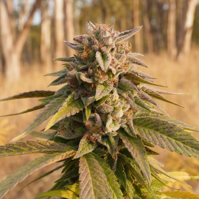 Outdoor macro photograph of the Pink Rozay x Strawberry Banana Auto flower on a living plant