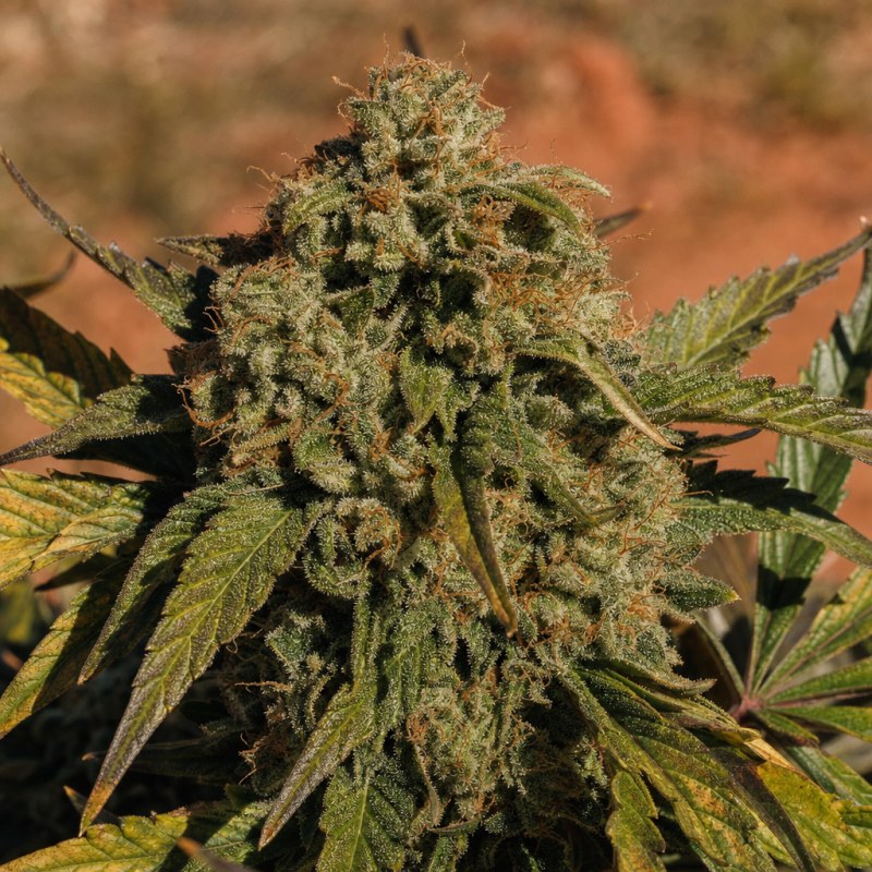 Outdoor macro photograph of the Girl Scout Cookies x Blue Head Band flower on a living plant