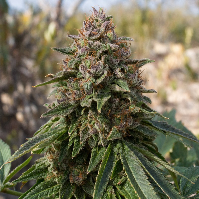 Outdoor macro photograph of the Black Domina flower on a living plant