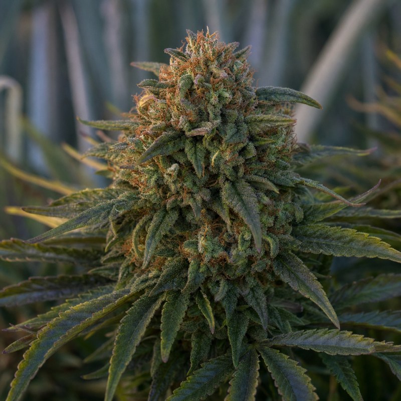 Outdoor macro photograph of the Blue Cheese Auto flower on a living plant
