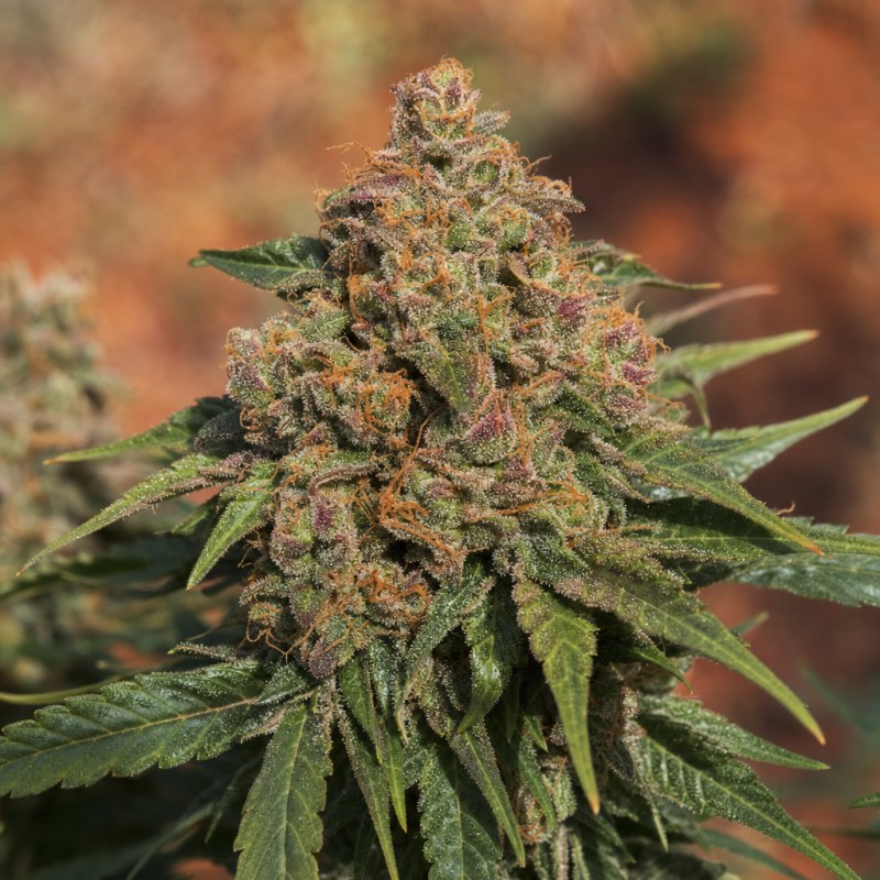 Outdoor macro photograph of the Bubblegum Regular flower on a living plant