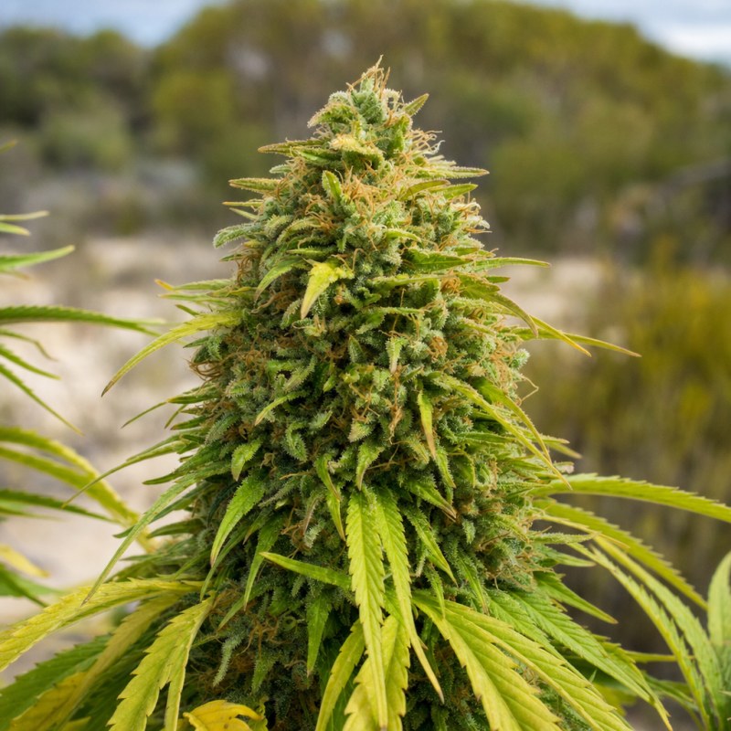 Outdoor macro photograph of the Critical 47 flower on a living plant