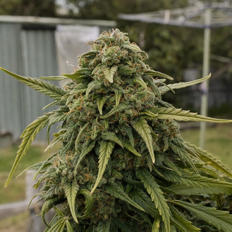 Outdoor macro photograph of the Super Glue flower on a living plant