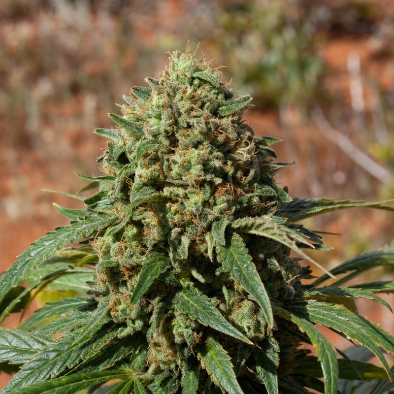 Outdoor macro photograph of the Big Bud flower on a living plant