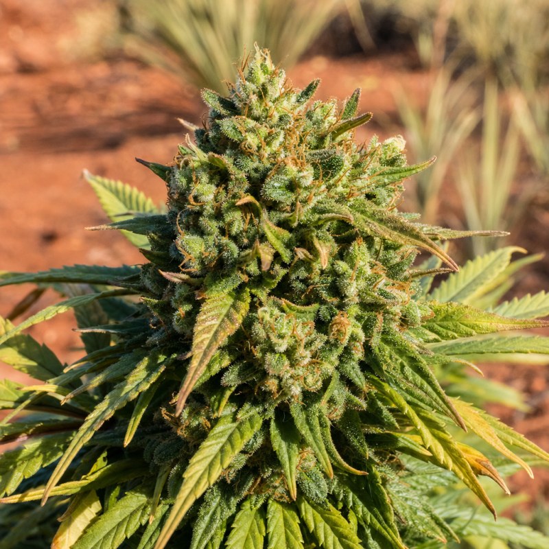 Outdoor macro photograph of the Skywalker OG flower on a living plant
