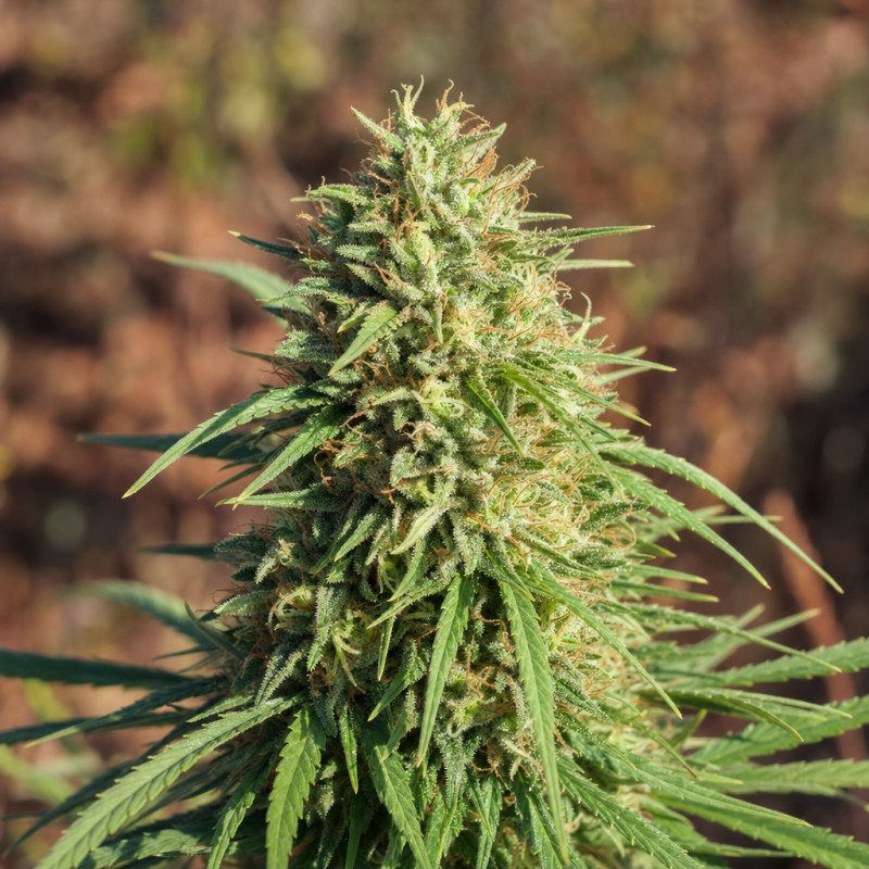 Outdoor macro photograph of the Green Crack flower on a living plant