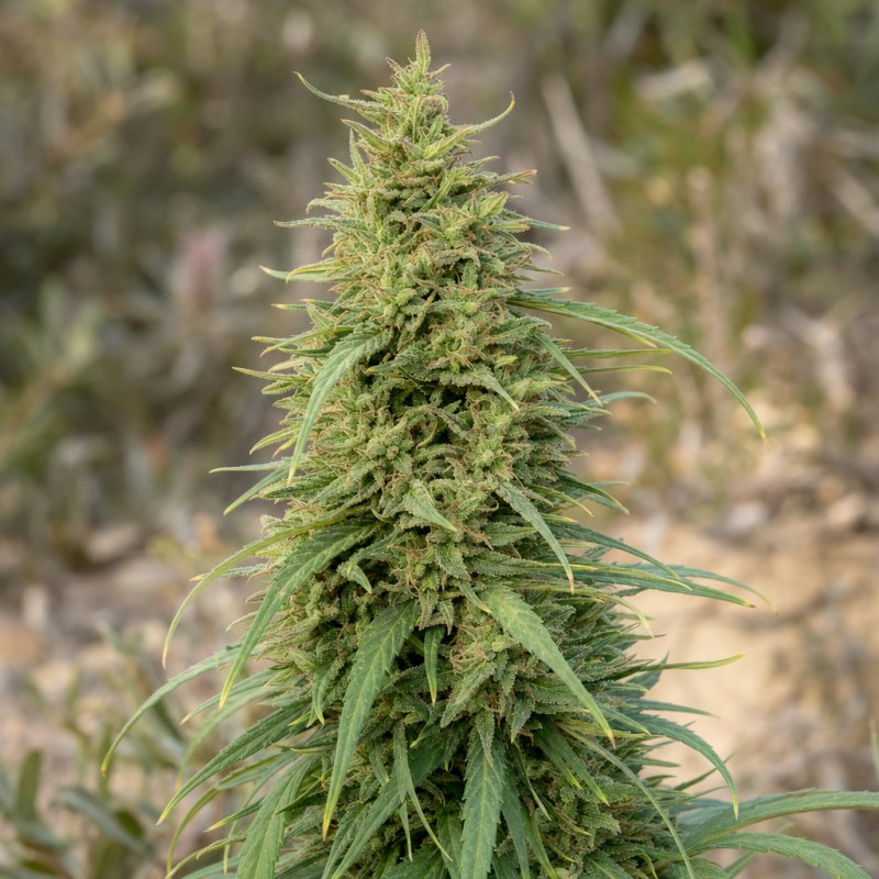 Outdoor macro photograph of the AK-47 Auto flower on a living plant