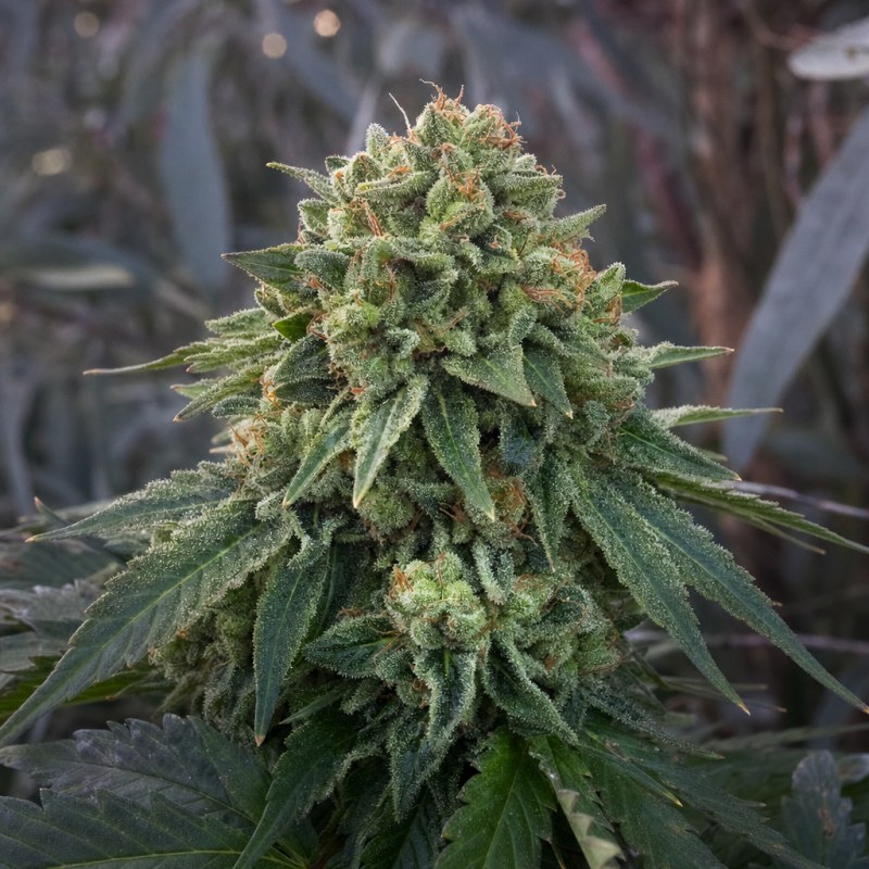 Outdoor macro photograph of the Gorilla Glue Auto flower on a living plant