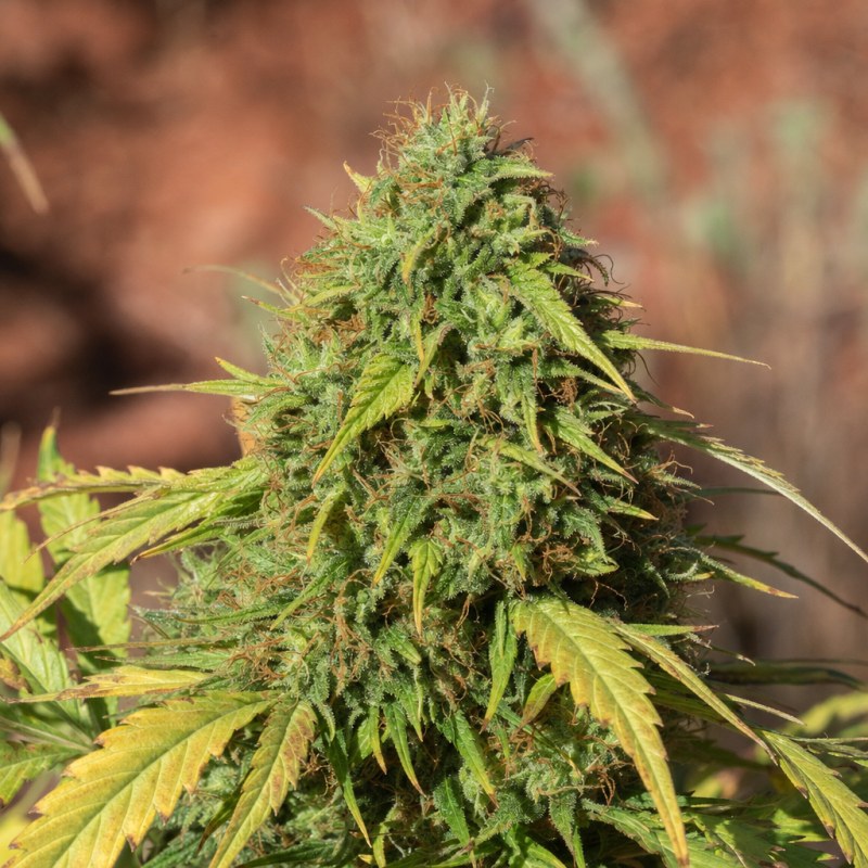 Outdoor macro photograph of the Alpine Star CBD flower on a living plant