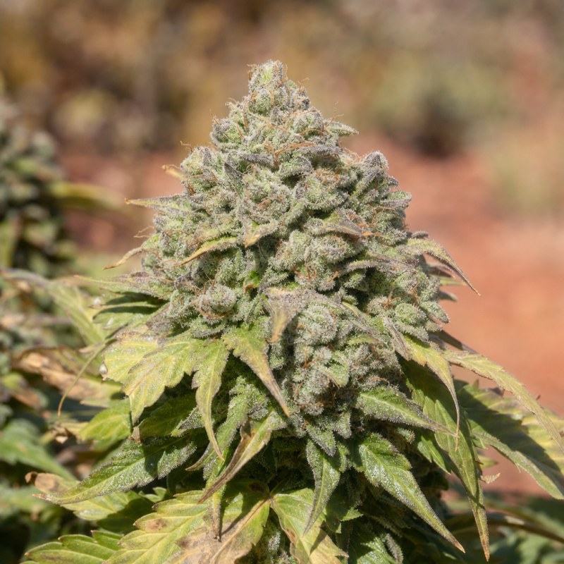 Outdoor macro photograph of the Godfather OG flower on a living plant