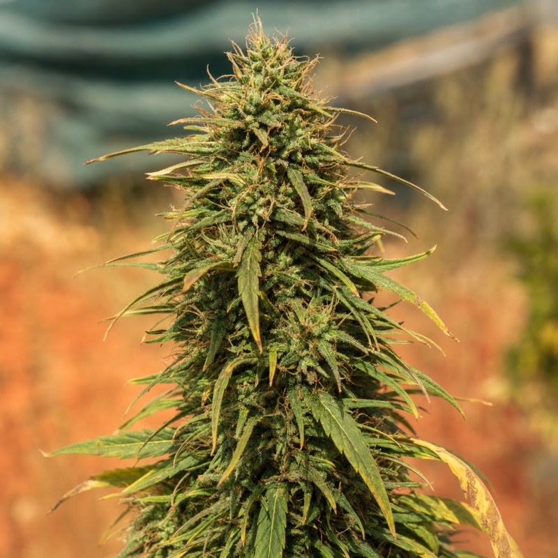 Outdoor macro photograph of the Chocolope flower on a living plant