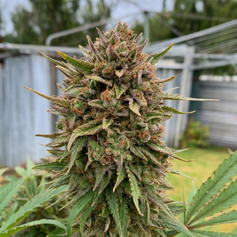Outdoor macro photograph of the Strawberry CBD flower on a living plant