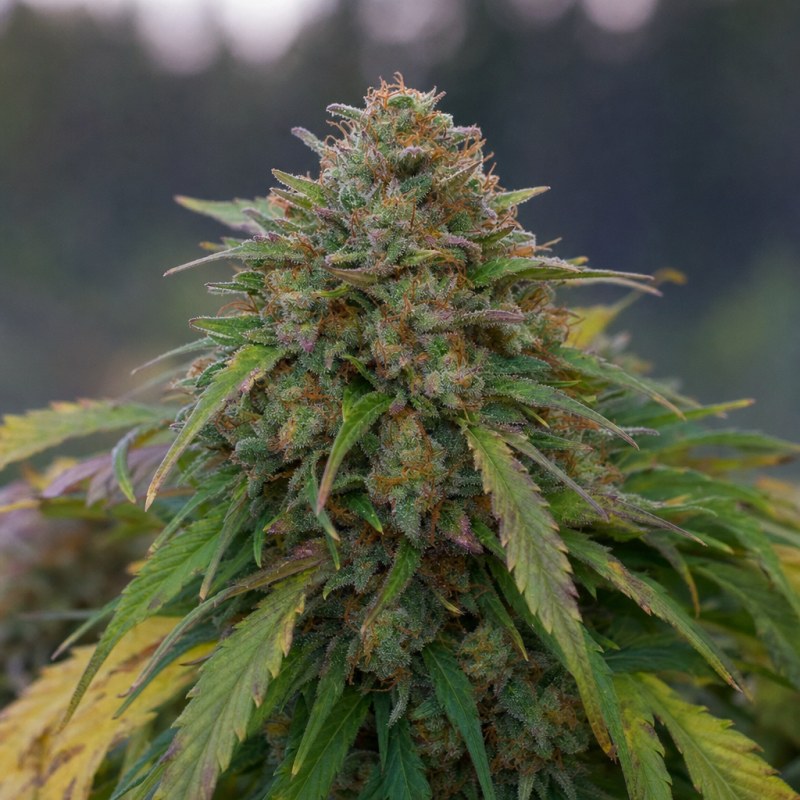 Outdoor macro photograph of the Blueberry CBD flower on a living plant